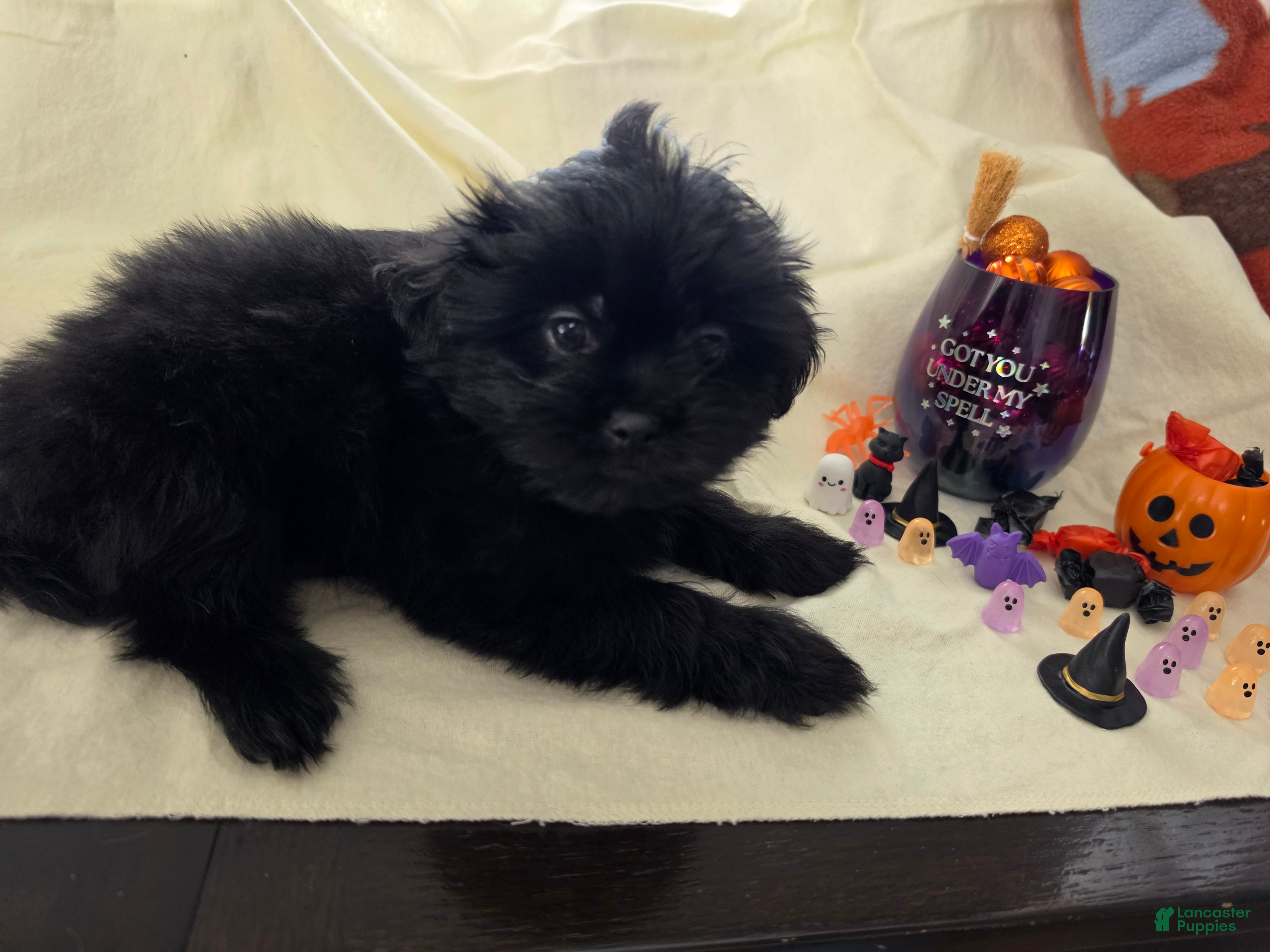 Mixed Breed dogs for sale: Tinkerbell - Ad 2