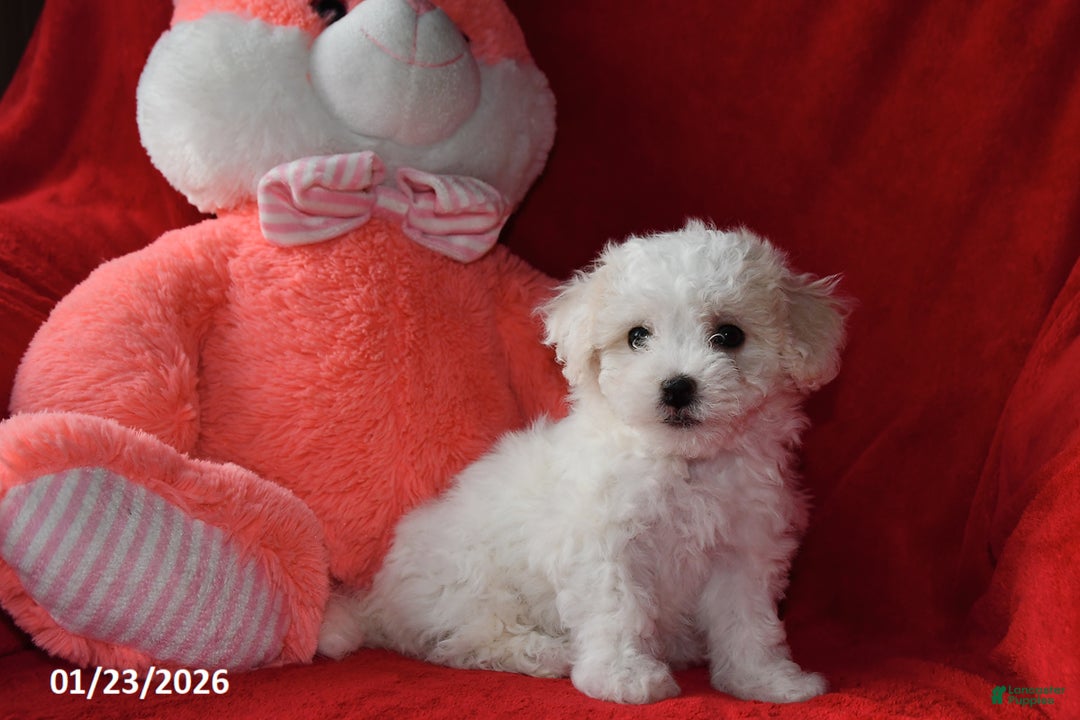 Bichpoo dogs for sale: Jody - Ad 4