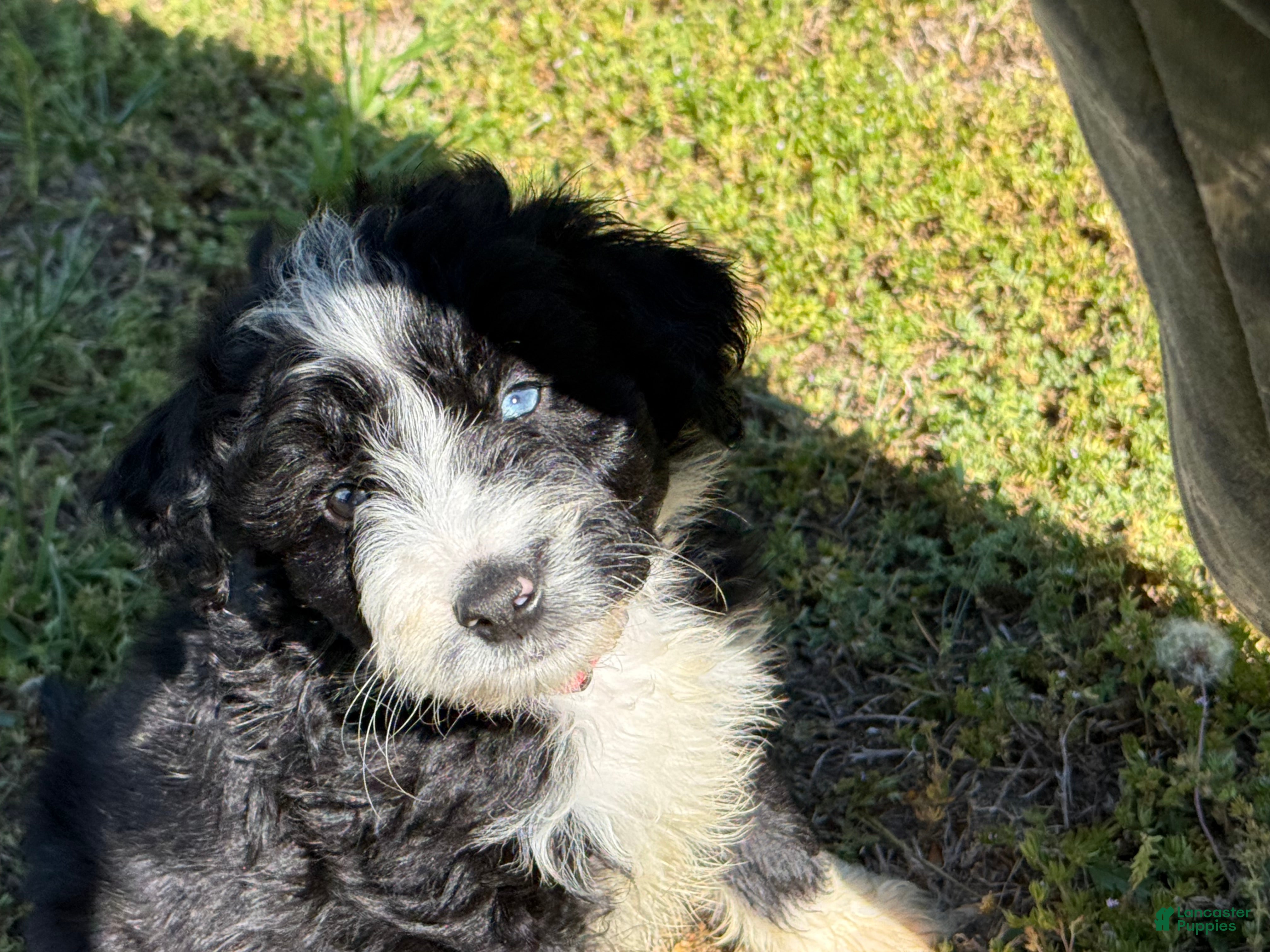 Aussiedoodle dogs Ol’ Red (Red) - Ad 11