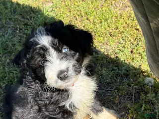 Aussiedoodle dogs Ol’ Red (Red) - Ad 11