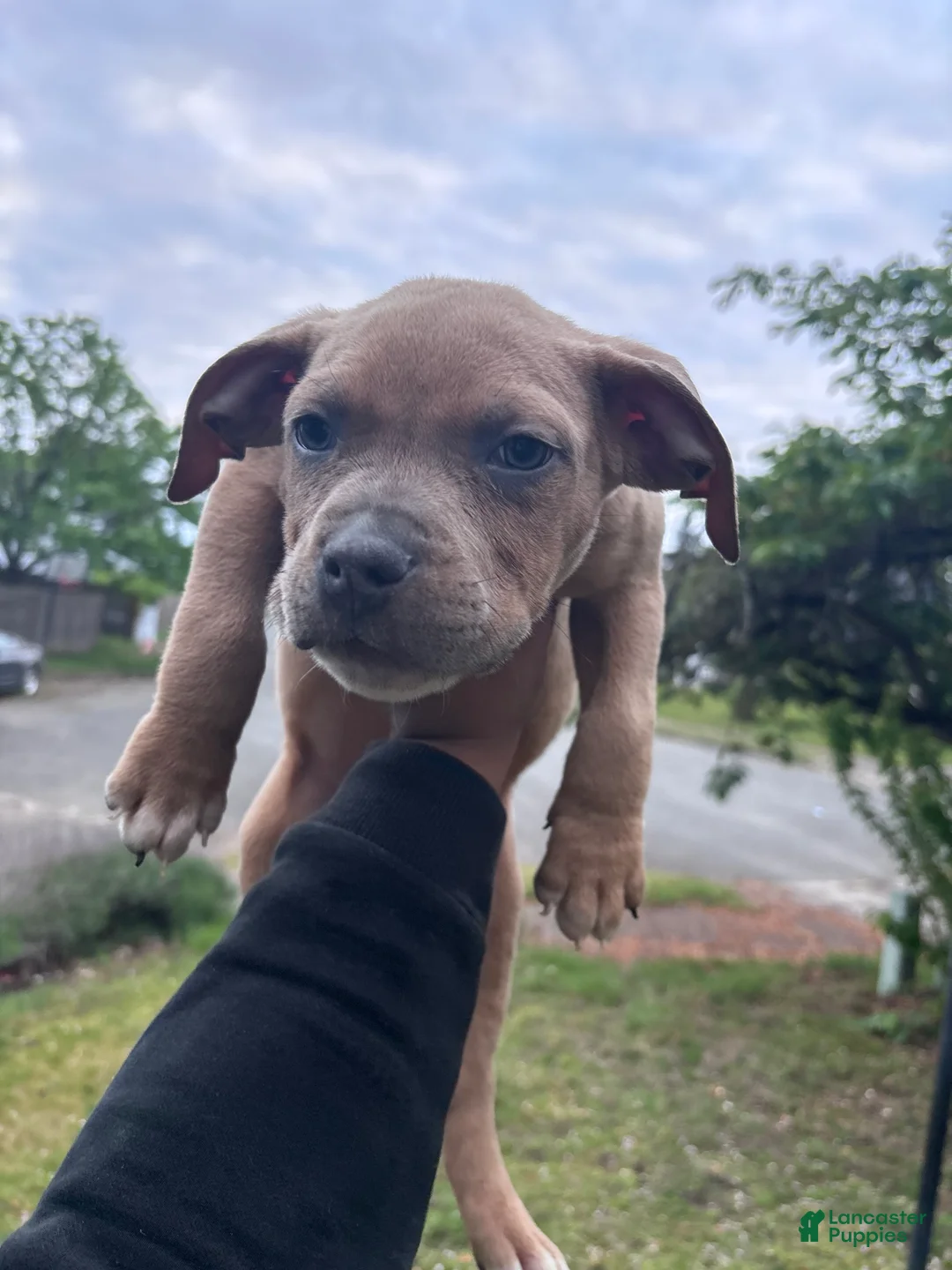 American Bully dogs for sale: American Bully Puppy 2 - Ad 1