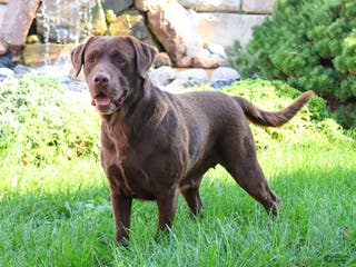 Labrador Retriever dogs River - Ad 22