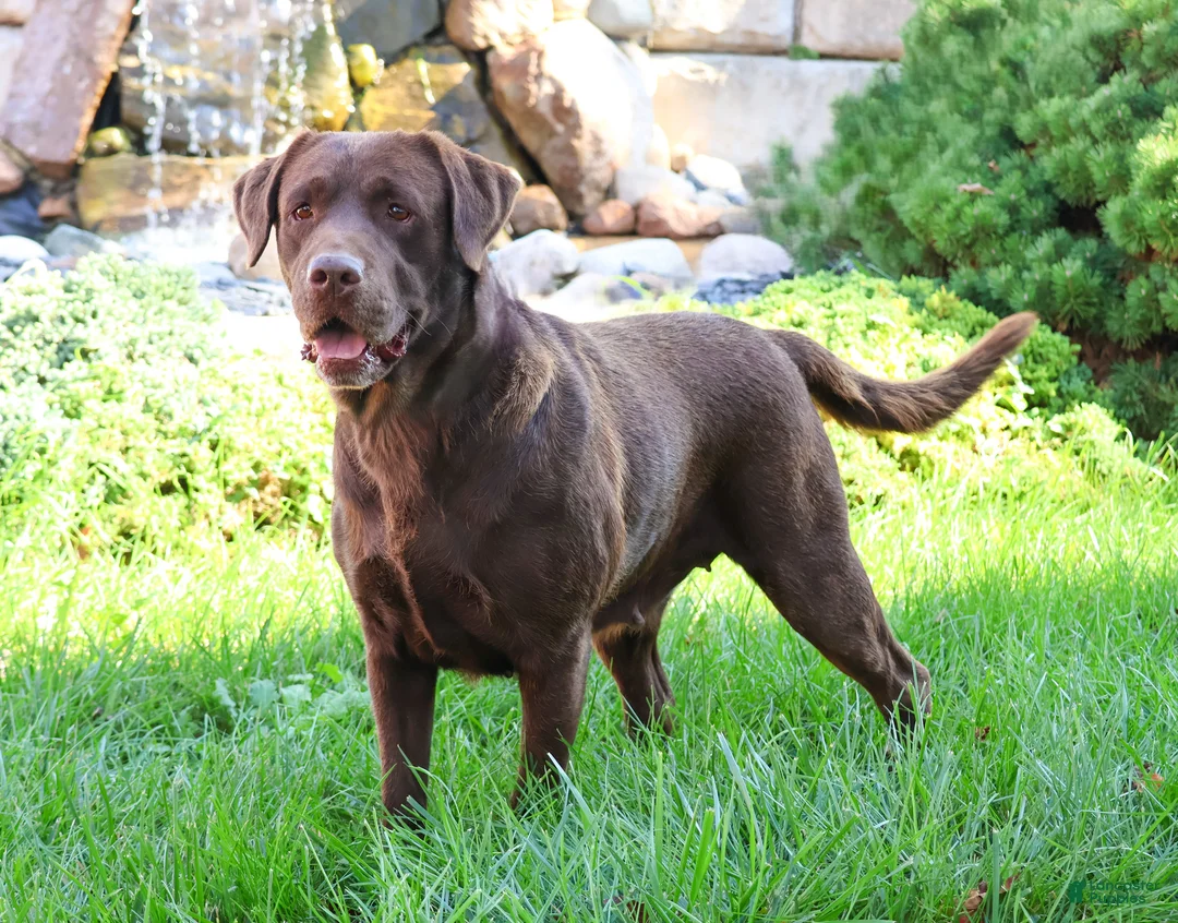 Labrador Retriever dogs for sale: River - Ad 1