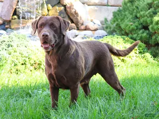 Labrador Retriever dogs River - Ad 4