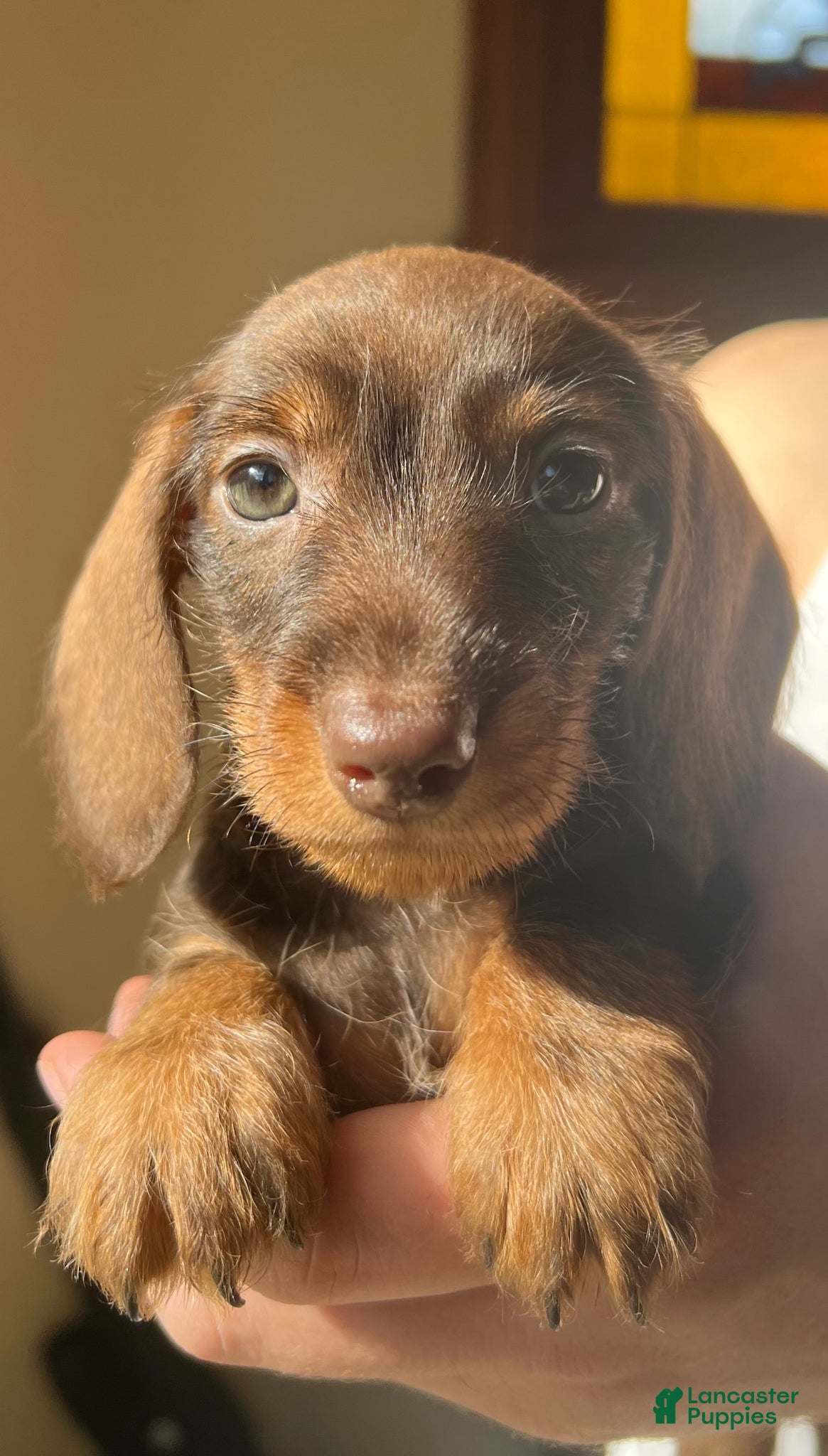 Miniature Dachshund dogs for sale: Miniature Dachshund Puppy 1 - Ad 1