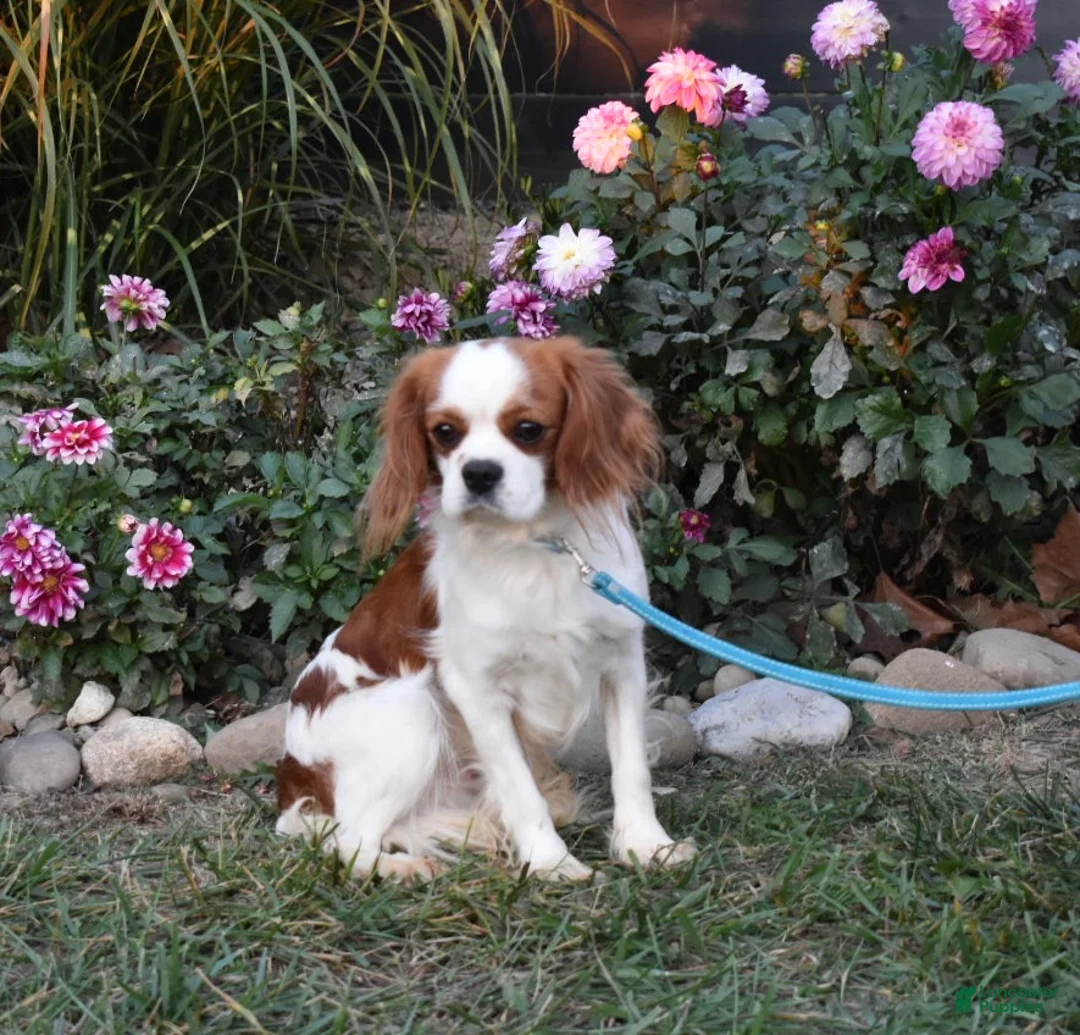 Cavalier King Charles Spaniel dogs for sale: Rocco  - Ad 11