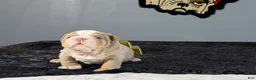 English Bulldog dogs for sale: English Bulldog 4 - Ad 4
