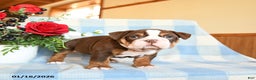 English Bulldog dogs for sale: Susie - Ad 2