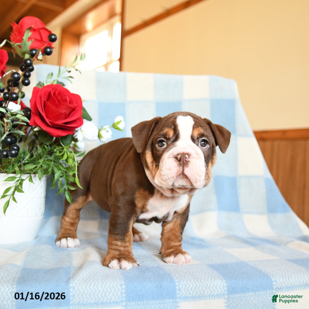 English Bulldog dogs for sale: Susie - Ad 2