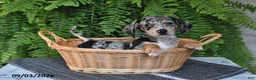 Miniature Dachshund dogs for sale: Marley - Ad 5
