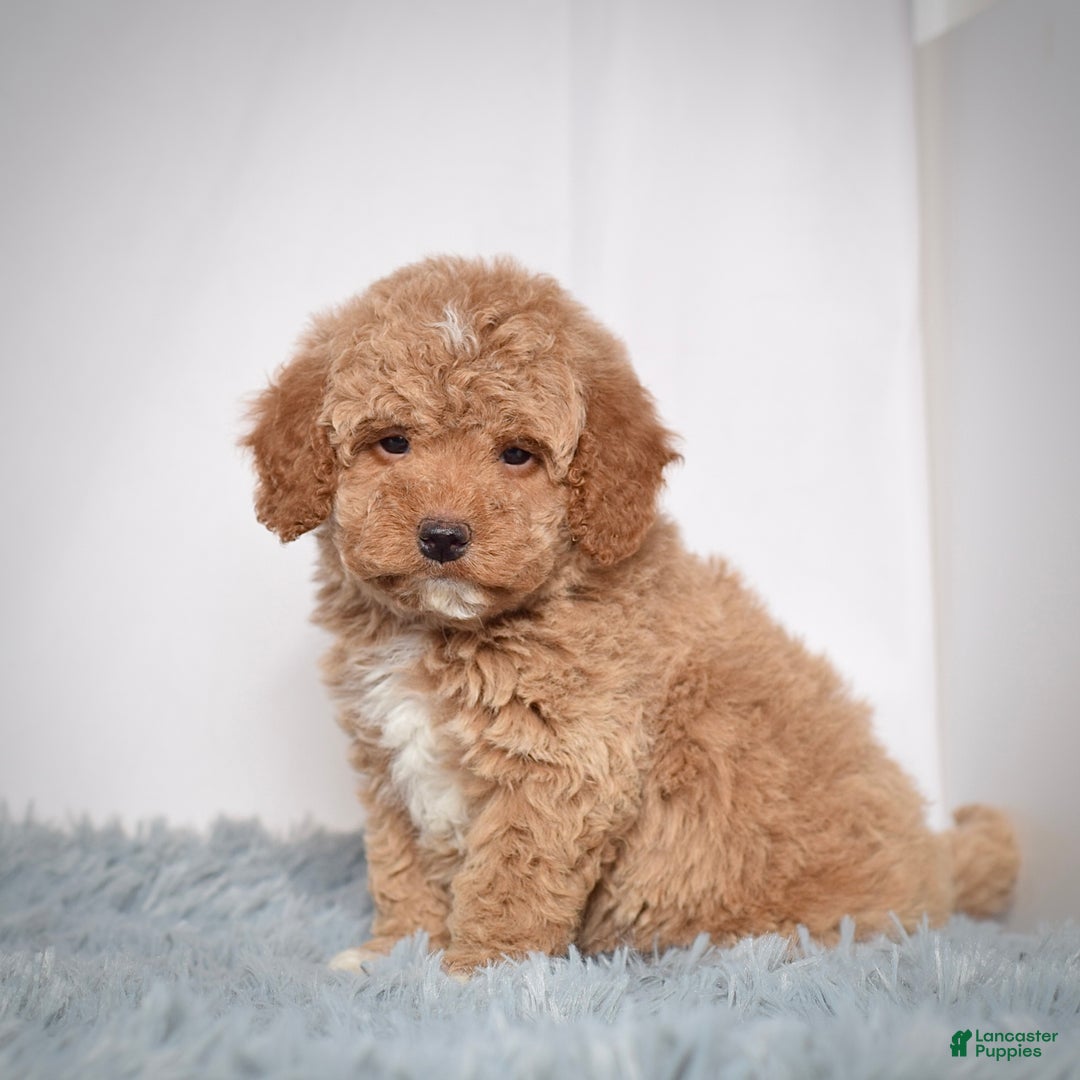Mini Goldendoodle dogs for sale: Mr. Ozzie - Ad 3