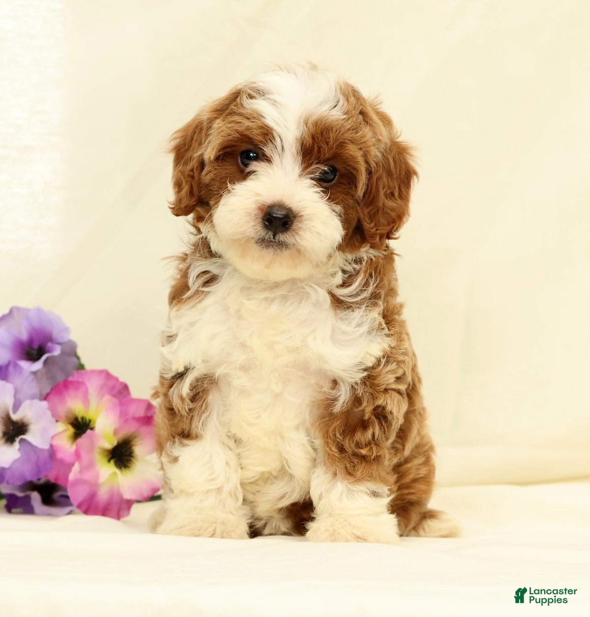 Cavapoo dogs Emerald - Ad 1