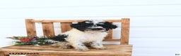 Miniature Poodle dogs for sale: Atlas - Ad 1