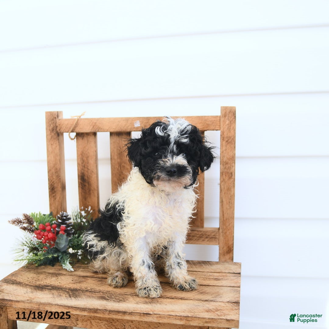 Miniature Poodle dogs for sale: Atlas - Ad 1
