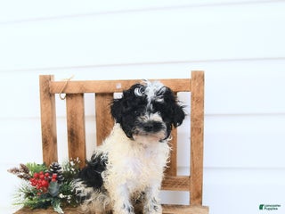 Miniature Poodle dogs Atlas - Ad 34