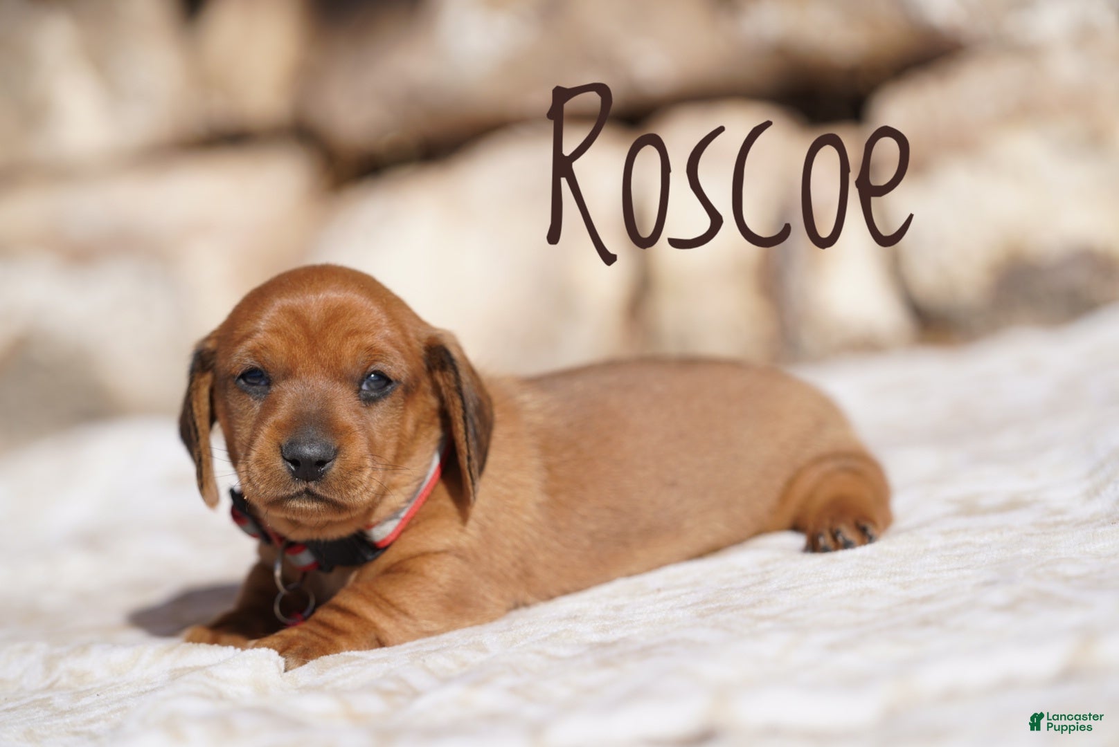 Miniature Dachshund dogs Roscoe  - Ad 1