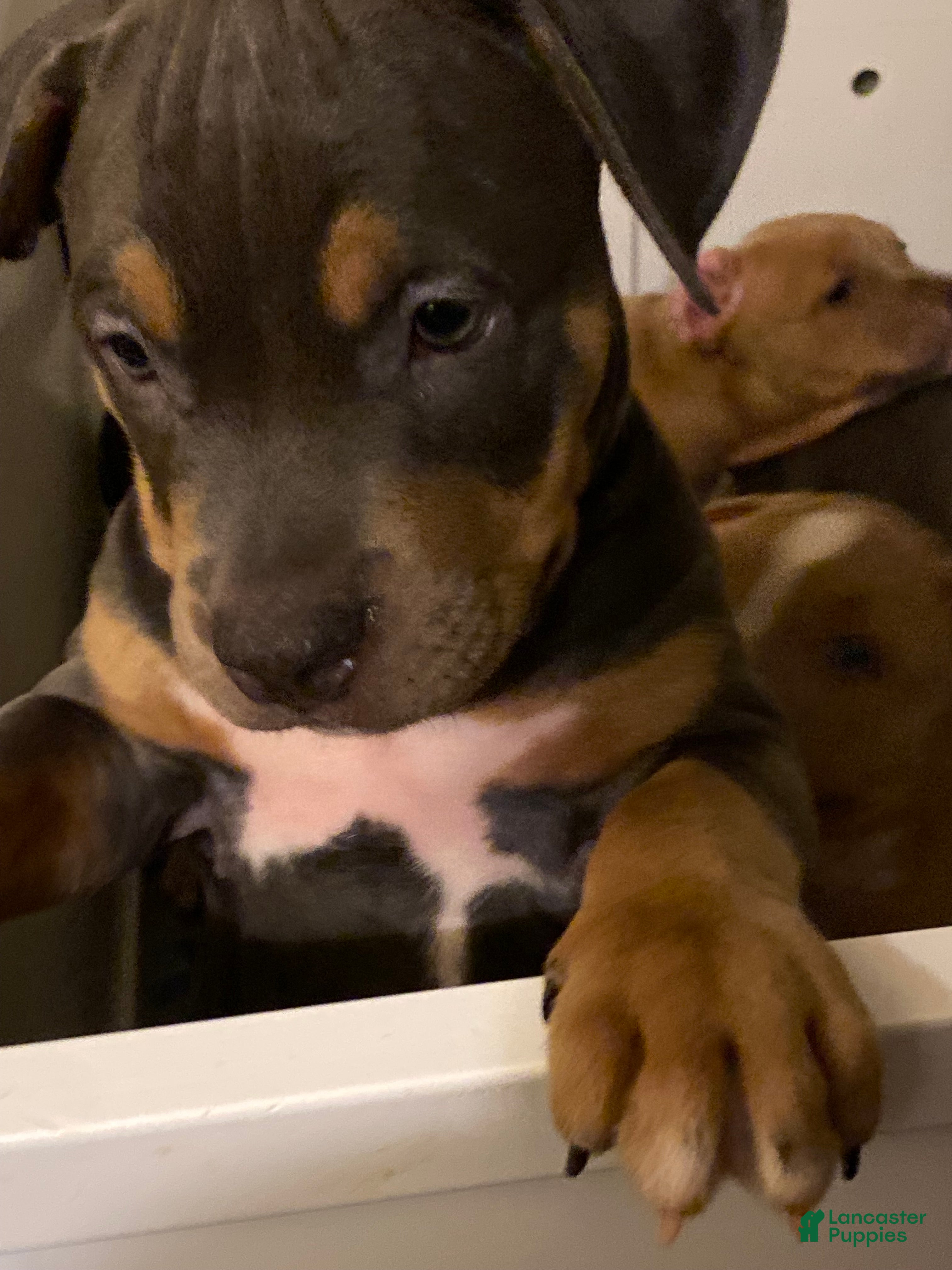 American Bully dogs American Bully Puppy 4 - Ad 41