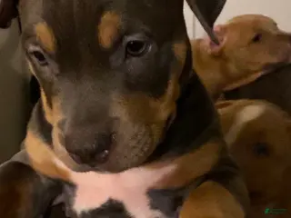 American Bully dogs American Bully Puppy 4 - Ad 41