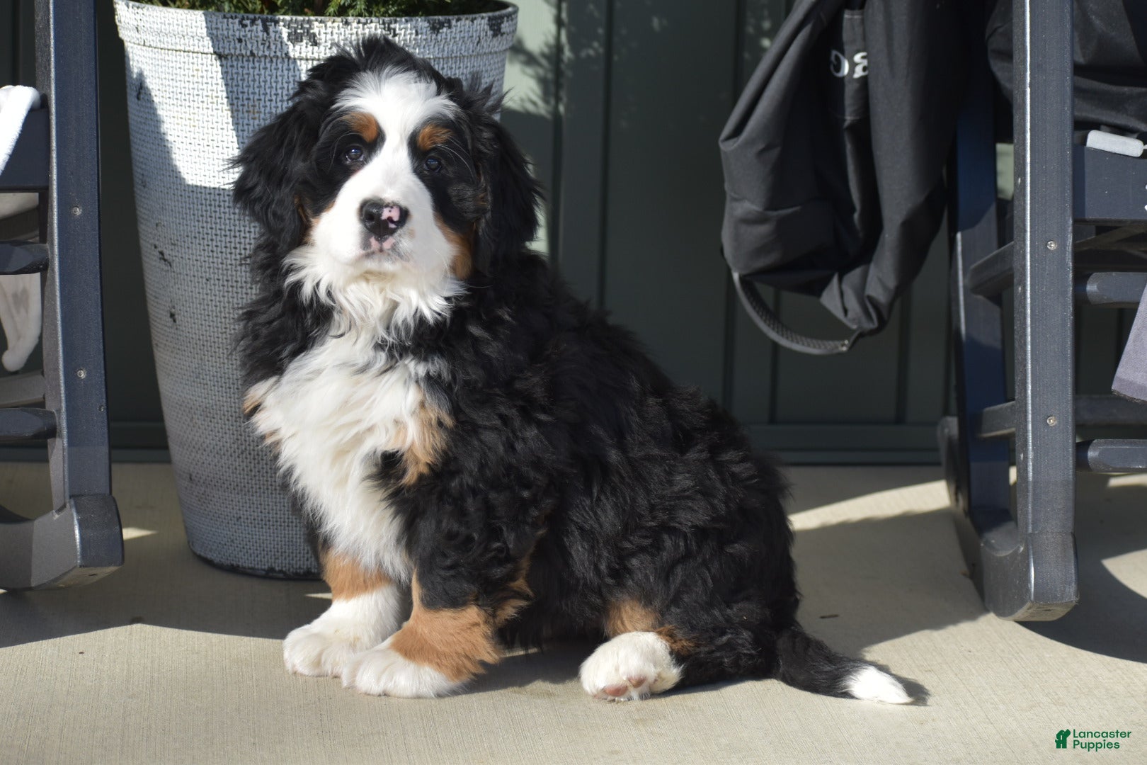 Bernese Mountain Dog dogs Cassie - Ad 6