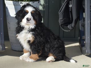 Bernese Mountain Dog dogs Cassie - Ad 6