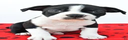 Boston Terrier dogs for sale: Ruger - Ad 1