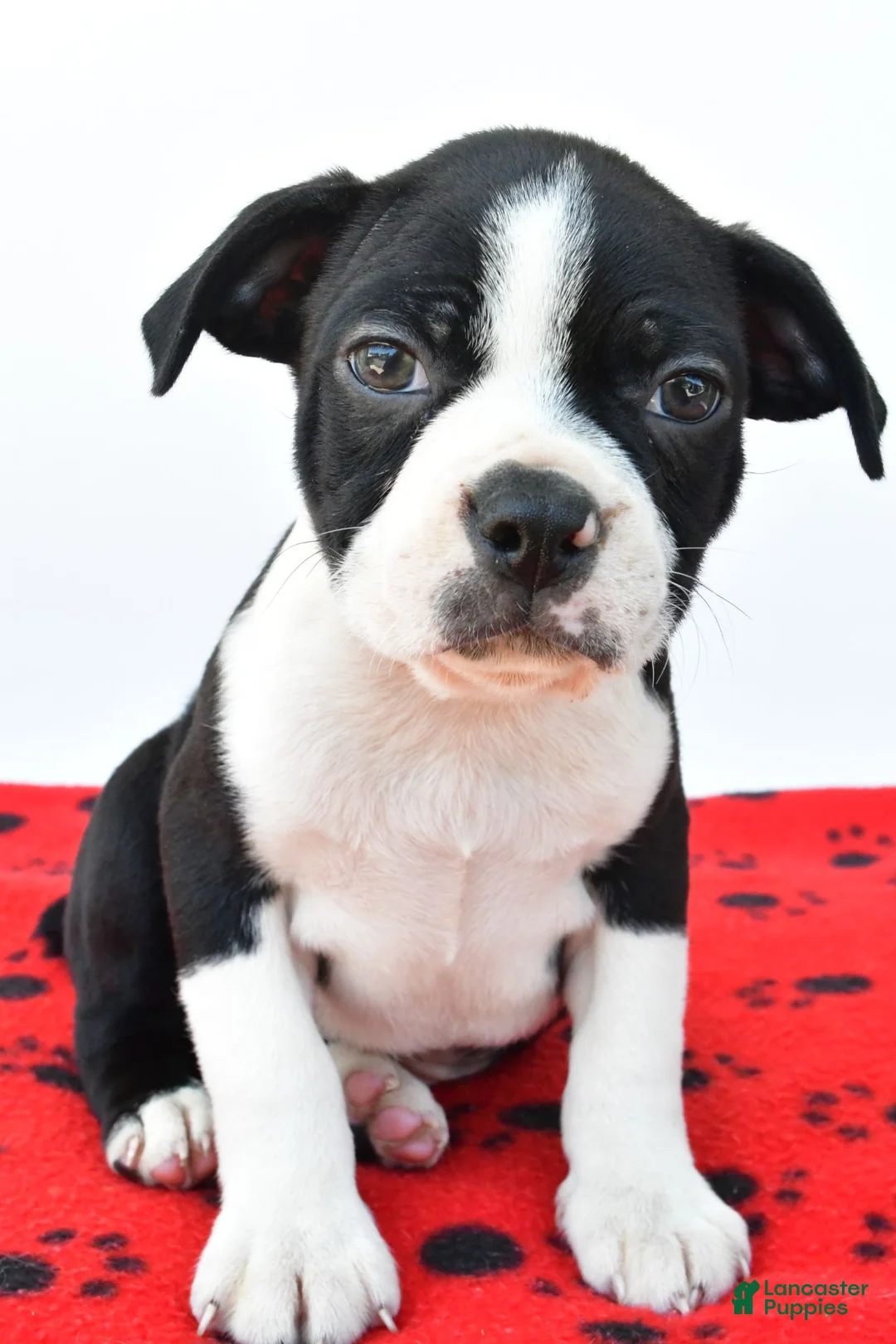 Boston Terrier dogs for sale: Ruger - Ad 1