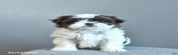 Shih Tzu dogs for sale: Sweet Pea  - Ad 2