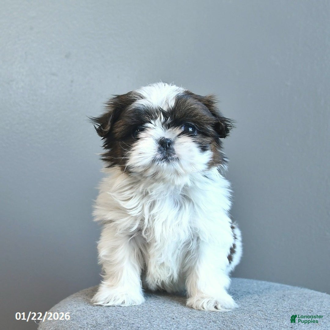 Shih Tzu dogs for sale: Sweet Pea  - Ad 2