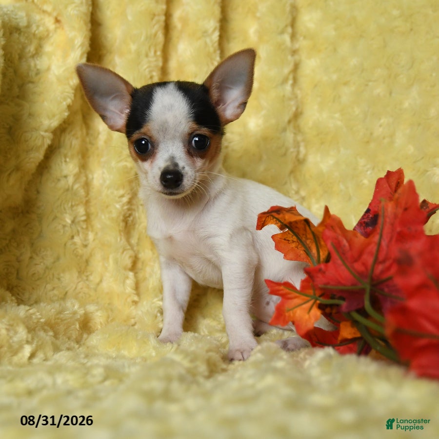 Chihuahua dogs Savannah - Ad 1