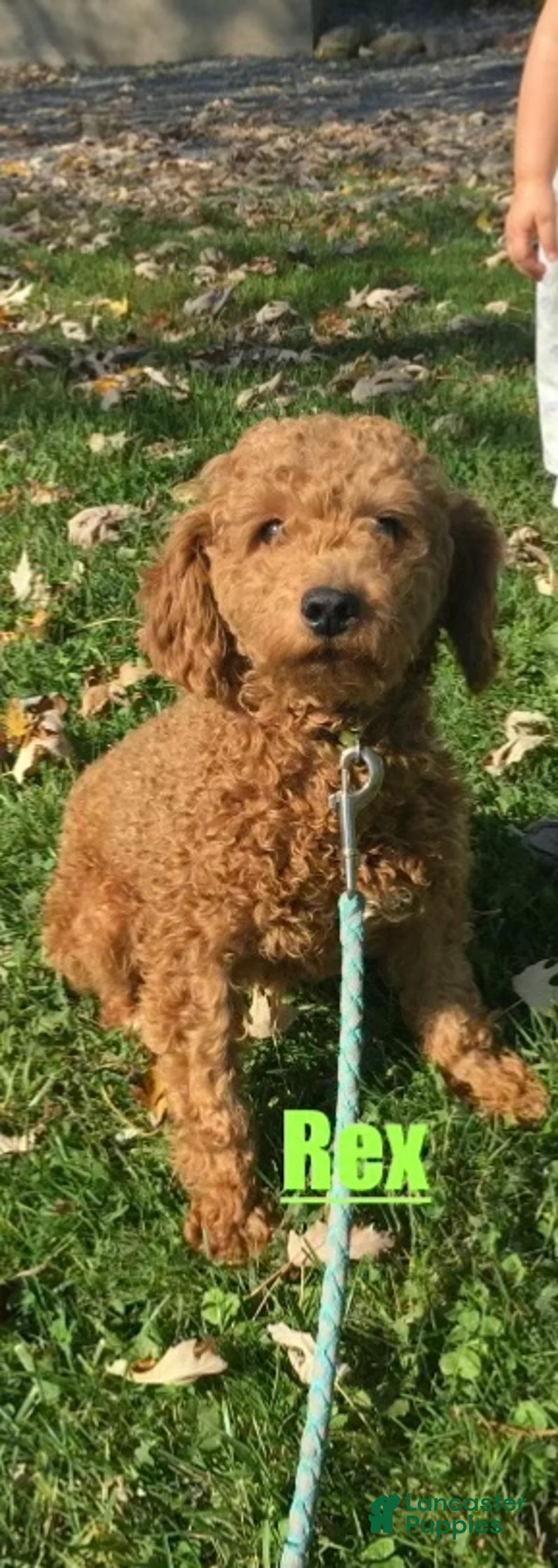 Lhasapoo dogs for sale: Amelia - Ad 5