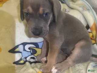 Great Dane dogs Great Dane Puppy 5 - Ad 3