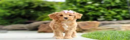 Cavapoo dogs for sale: Hazel - Ad 4