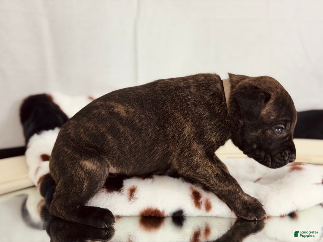 Cane Corso dogs for sale: Hermes - Ad 2
