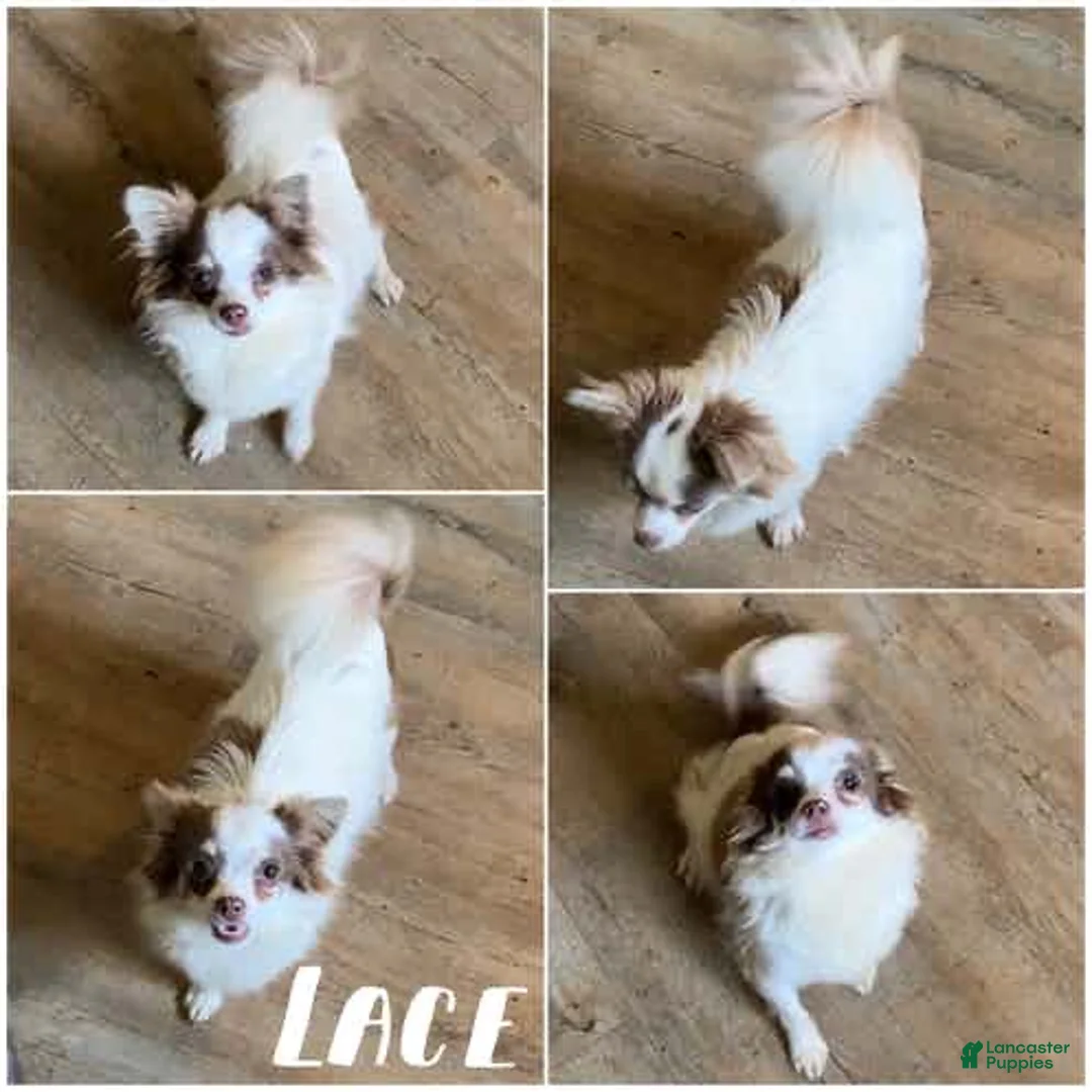 Chihuahua dogs for sale: Parker Tiny Short Coat - Ad 9