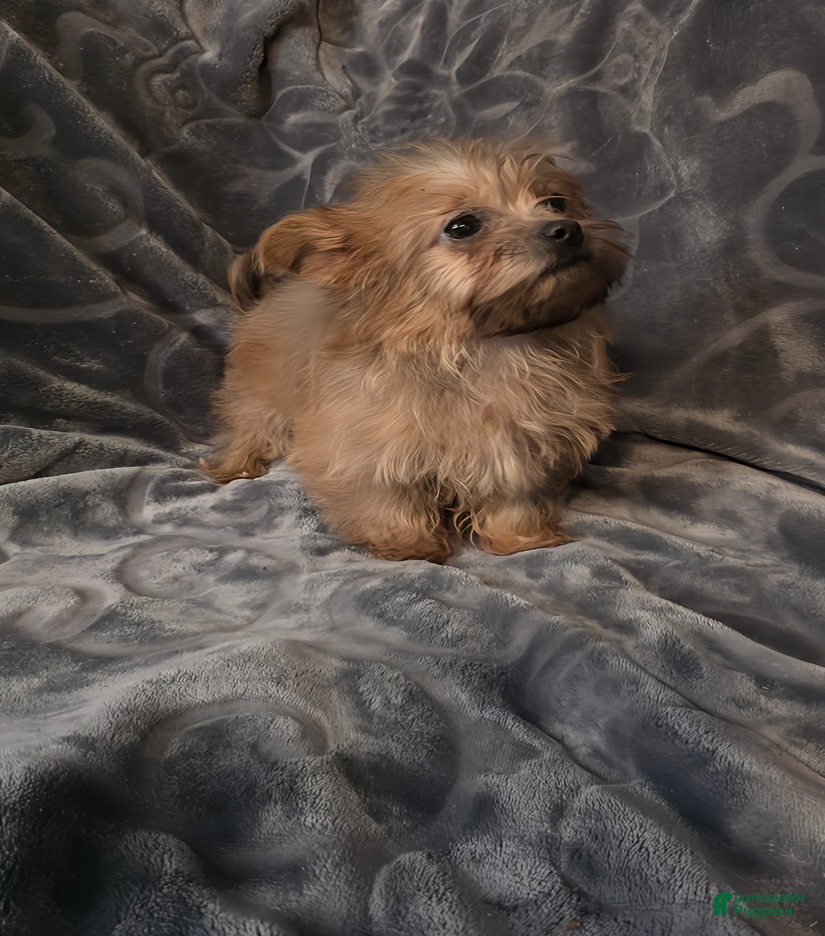 Shorkie dogs TEACUP Lucy - Ad 2