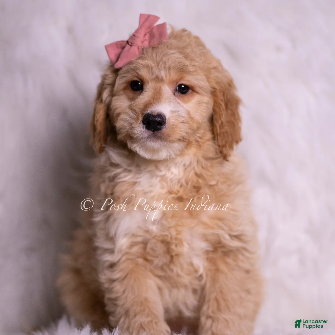 Mini Goldendoodle dogs for sale: Sara - Ad 5