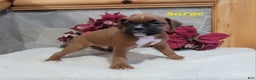 Boxer dogs for sale: Sarge - Ad 2