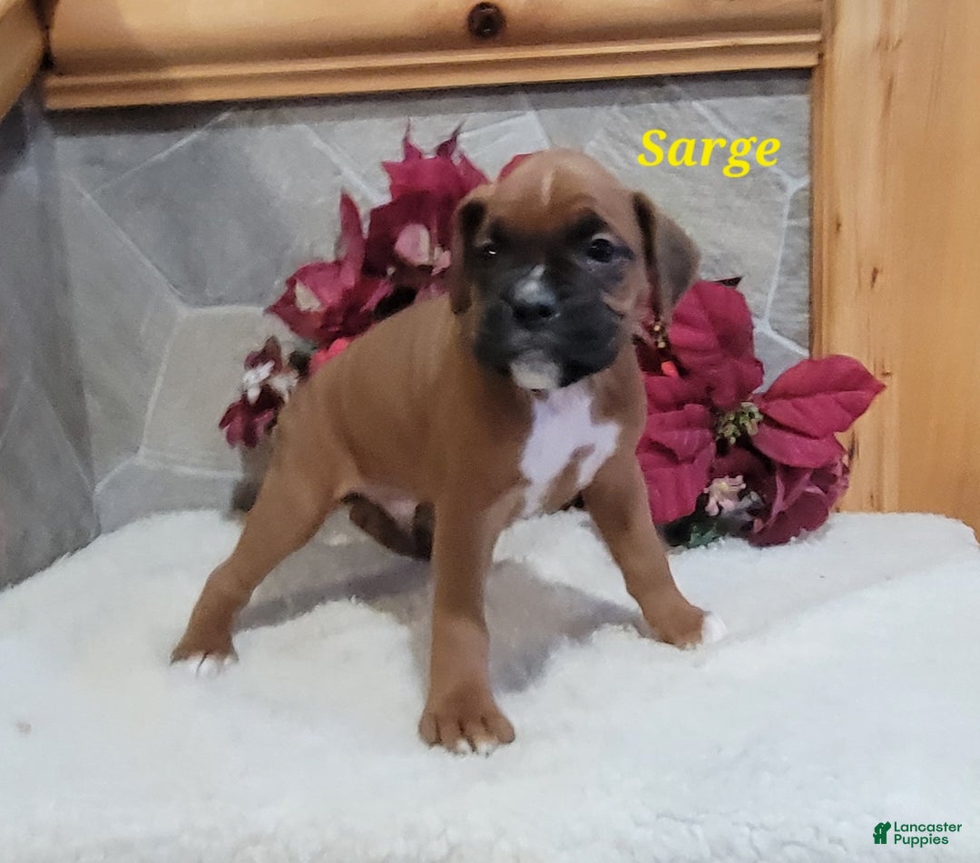 Boxer dogs for sale: Sarge - Ad 2