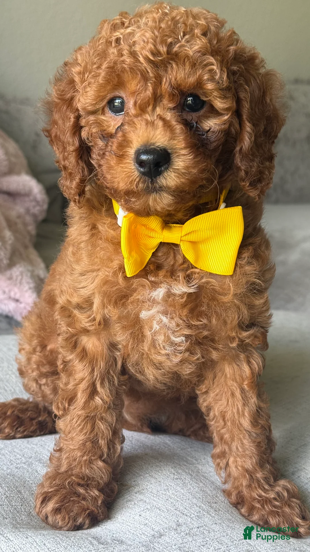 Miniature Poodle dogs for sale: Daisy  - Ad 2