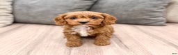 Cavapoo dogs for sale: Sophia - Ad 5