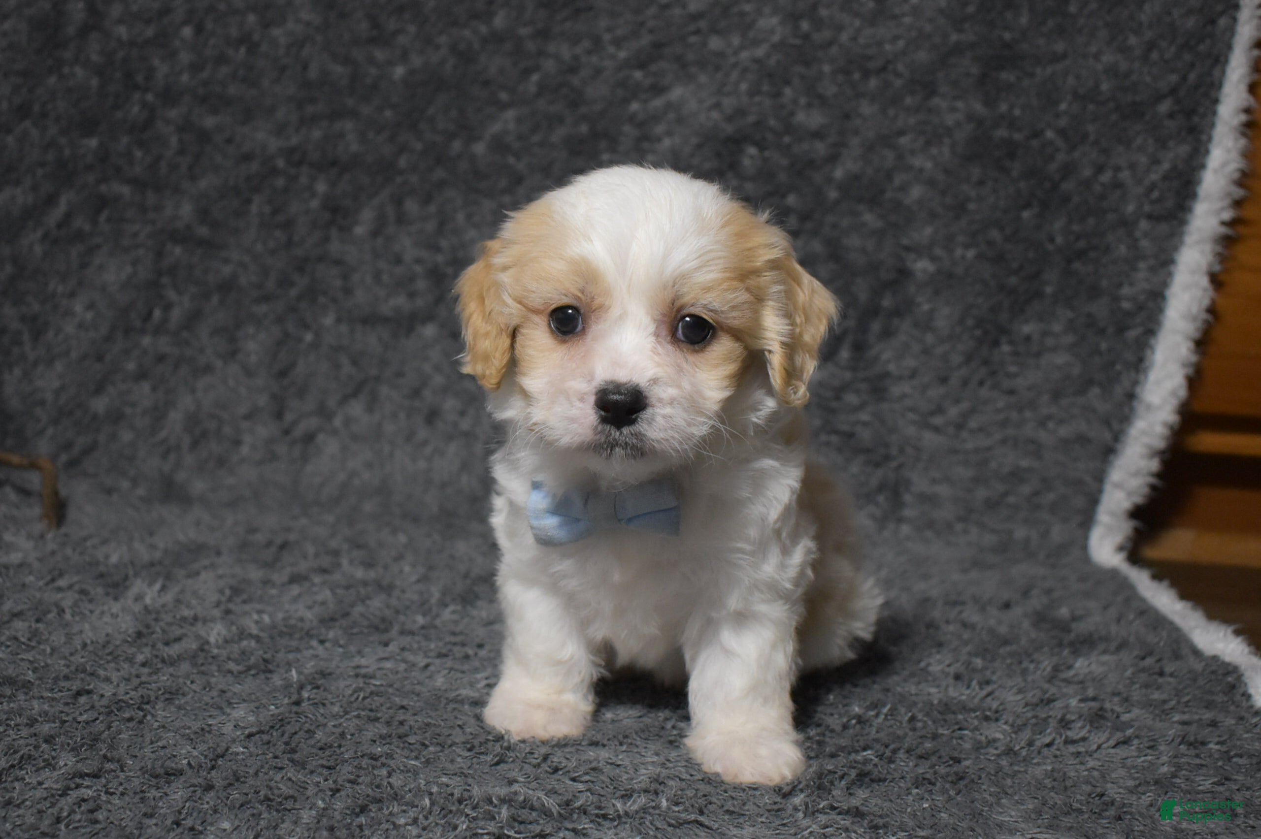 Cavachon dogs Harley  - Ad 20