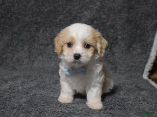 Cavachon dogs Harley - Ad 13