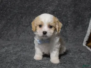 Cavachon dogs Harley - Ad 9
