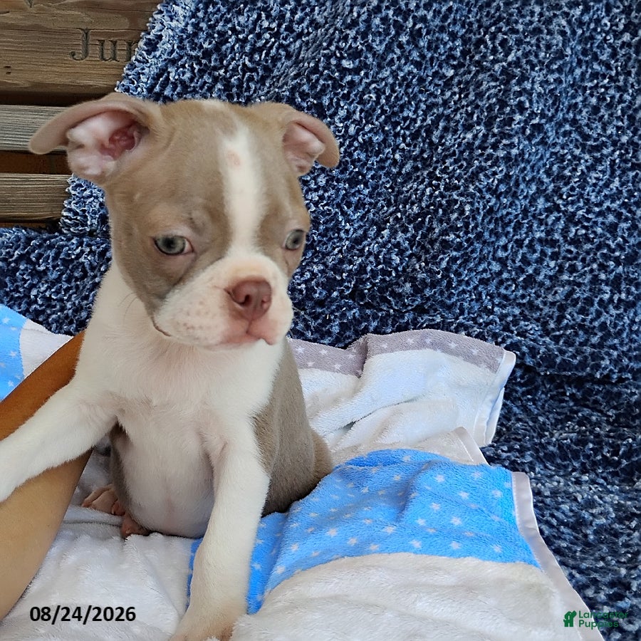 Boston Terrier dogs Rhinestone - Ad 2