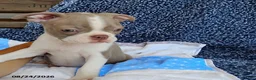 Boston Terrier dogs for sale: Rhinestone - Ad 2