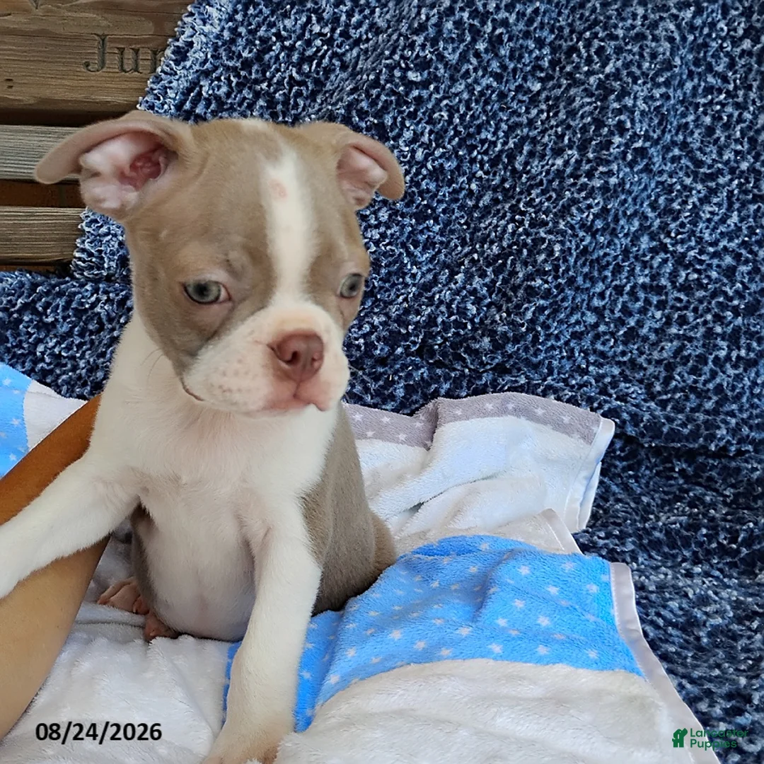 Boston Terrier dogs for sale: Rhinestone - Ad 2