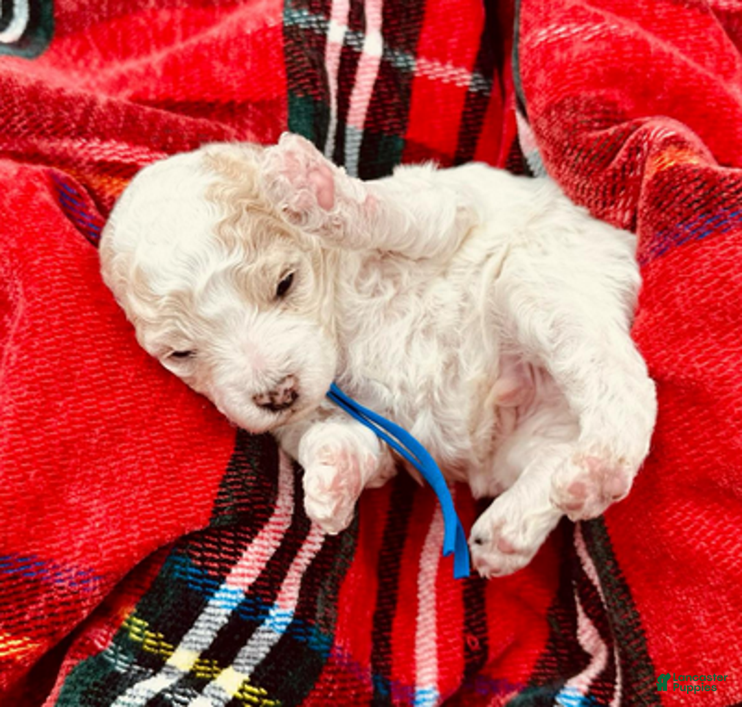 Miniature Poodle dogs for sale: George Harrison - Ad 1