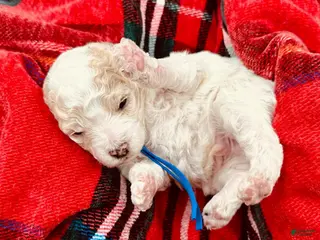 Miniature Poodle dogs George Harrison - Ad 6