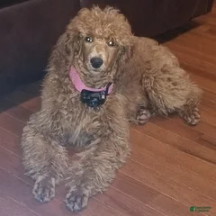 Ruby