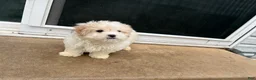 Maltipoo dogs for sale: Maltipoo 1 - Ad 3